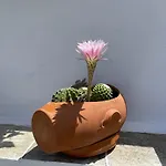 Meltemi