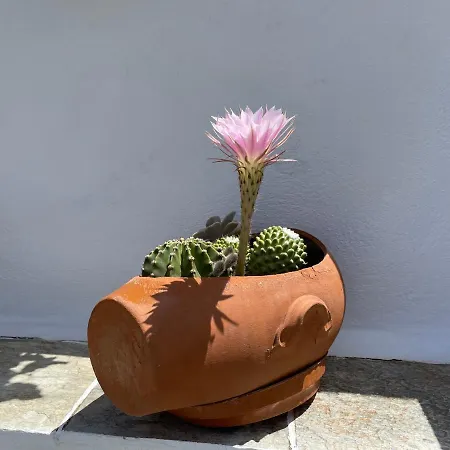 Meltemi